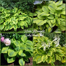 Hosta Moonsplit