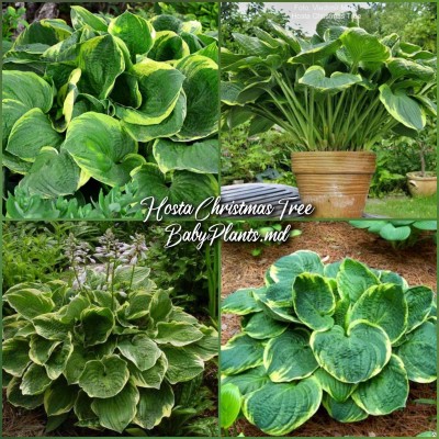 Hosta Christmas Tree