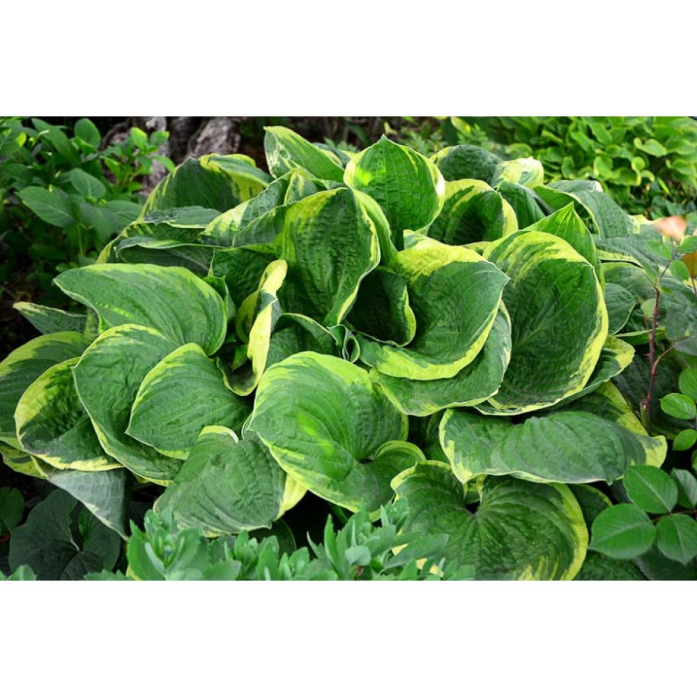 Hosta Christmas Tree