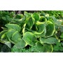 Hosta Christmas Tree