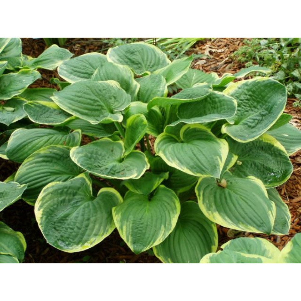 Hosta Christmas Tree