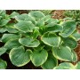 Hosta Christmas Tree
