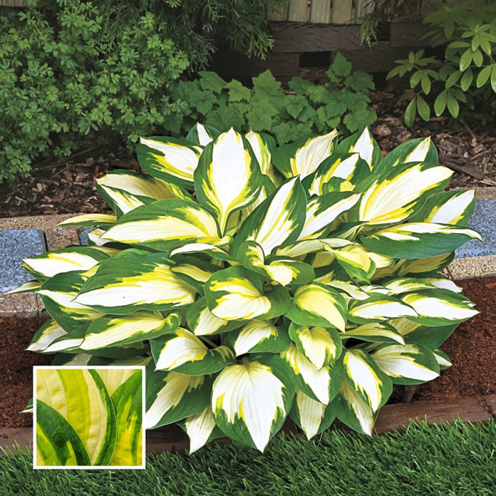 Hosta Color Festival