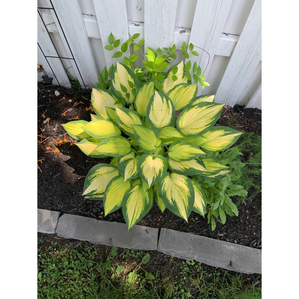 Hosta Color Festival