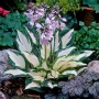 Hosta Fire and Ice