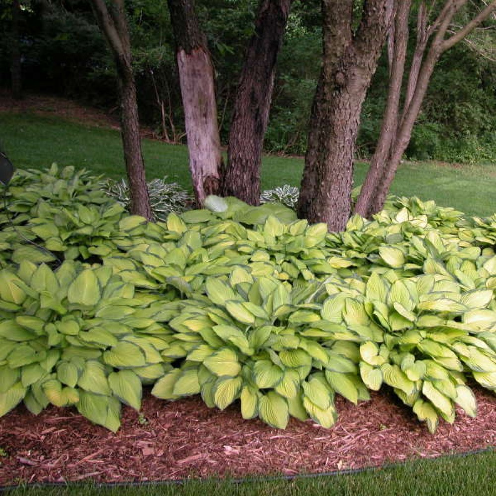 Hosta Gold Standard