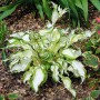 Hosta Kiwi Spearmint 