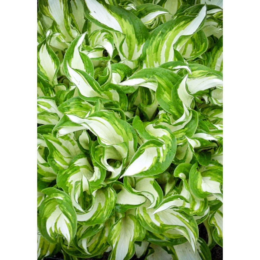Hosta Kiwi Spearmint 