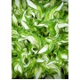 Hosta Kiwi Spearmint 