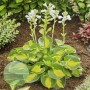 Hosta Sunset Grooves