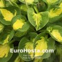 Hosta Sunset Grooves