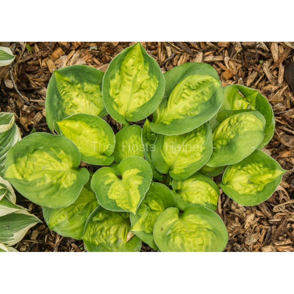 Hosta Sunset Grooves