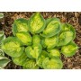 Hosta Sunset Grooves