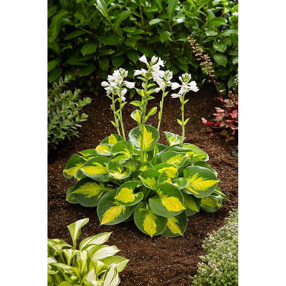 Hosta Sunset Grooves