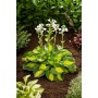 Hosta Sunset Grooves