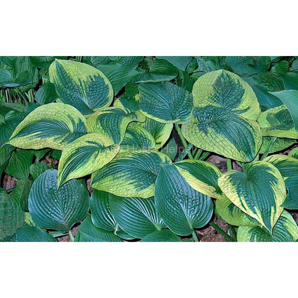 Hosta Tokudama