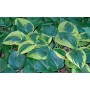 Hosta Tokudama