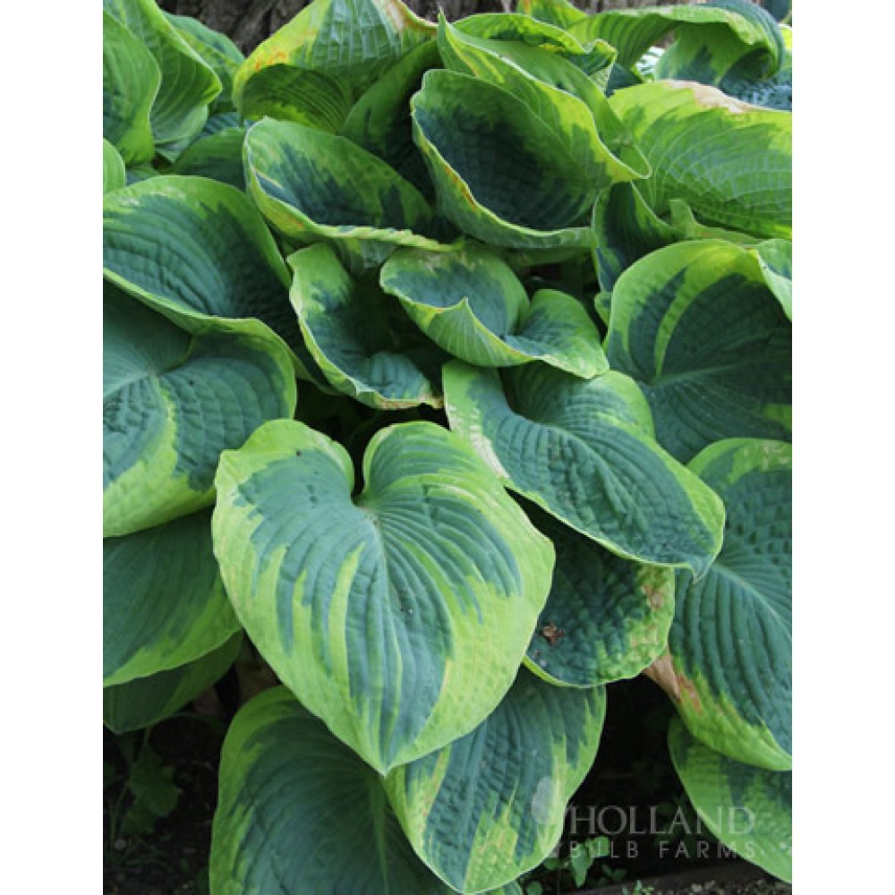 Hosta Tokudama