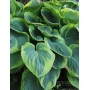 Hosta Tokudama