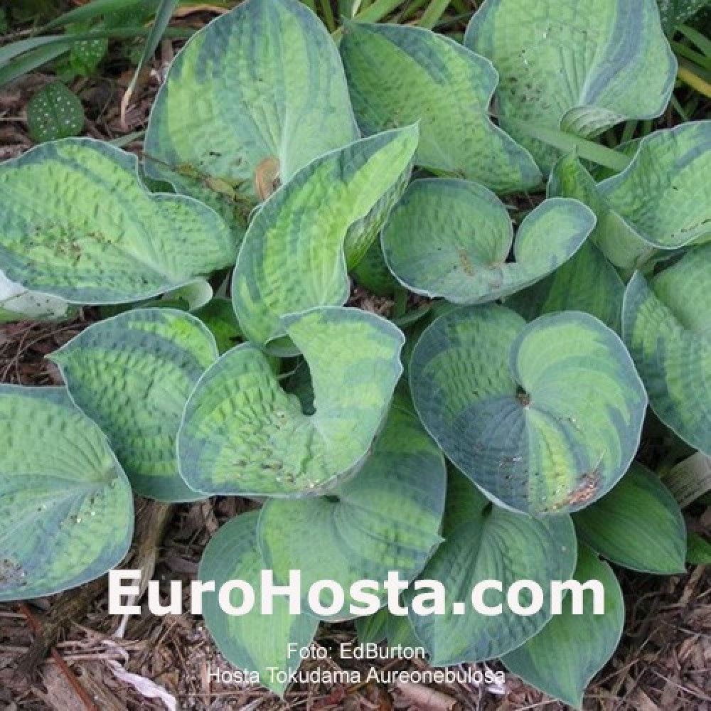 Hosta Tokudama