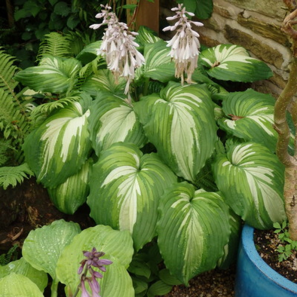 Hosta War Paint