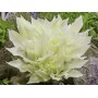 Hosta White Feather