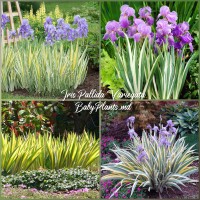 Iris Pallida Variegate