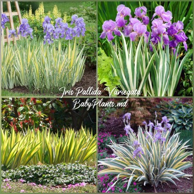 Iris Pallida Variegate