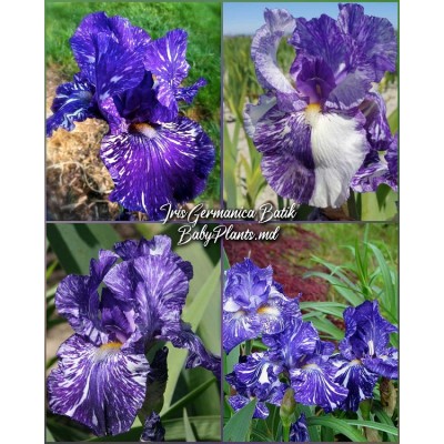 Iris Germanica Batik