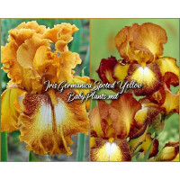 Iris Germanica Spotted Yellow