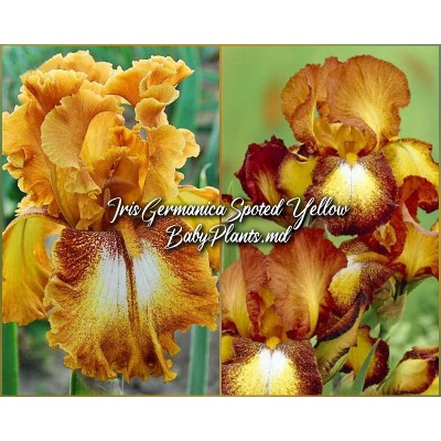 Iris Germanica Spotted Yellow