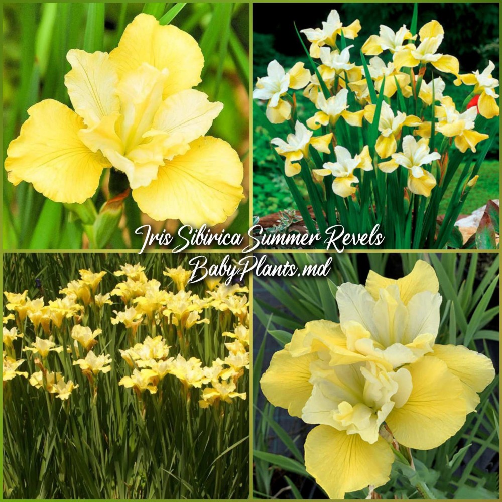 Iris Siberica Summer Revels