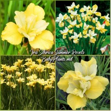 Iris Siberica Summer Revels