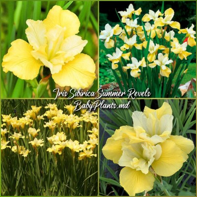 Iris Siberica Summer Revels