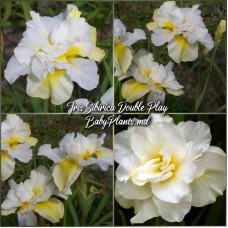 Iris Siberica Double Play