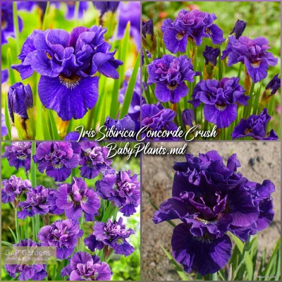 Iris Siberica Concord Crush