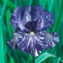 Iris Germanica Batik