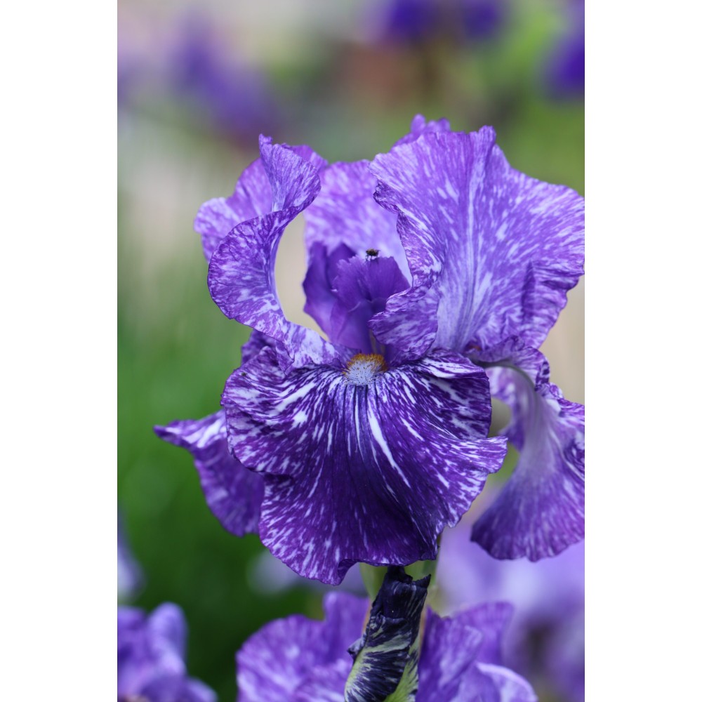 Iris Germanica Batik