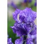 Iris Germanica Batik