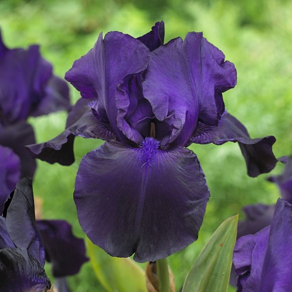 Iris Germanica Black Dragon