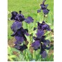 Iris Germanica Black Dragon