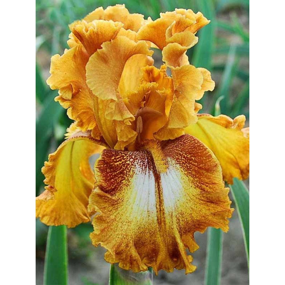 Iris Germanica Spotted Yellow