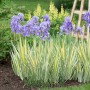 Iris Pallida Variegate