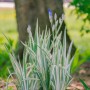 Iris Pallida Variegate