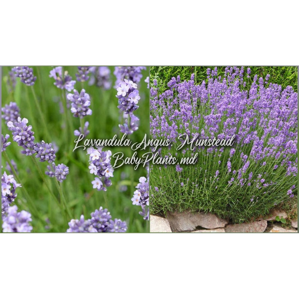 Lavendula Angust. Munstead