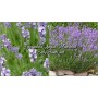 Lavendula Angust. Munstead