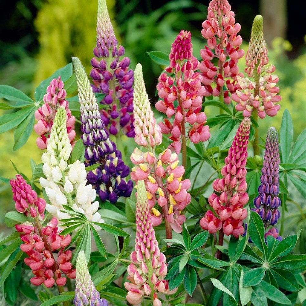 Lupine mixed