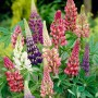 Lupine mixed