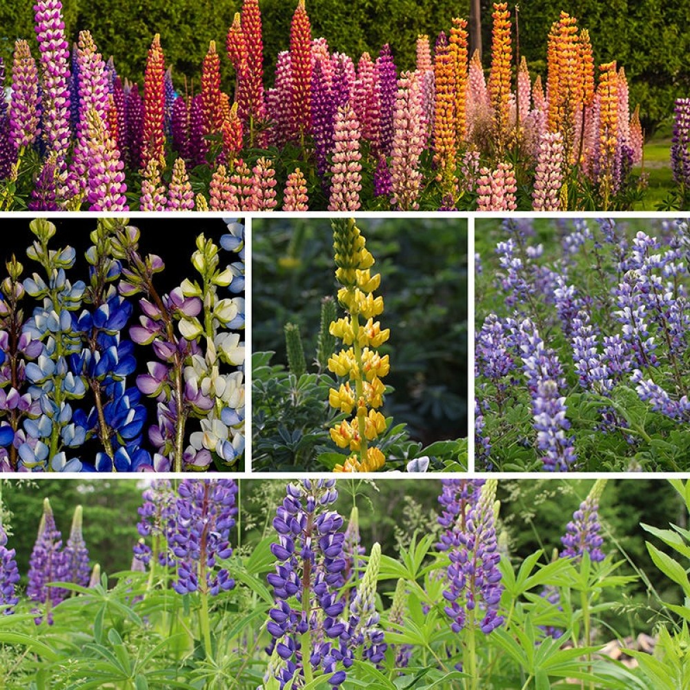 Lupine mixed