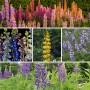 Lupine mixed